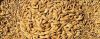 Feed Wheat