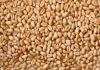 Feed Wheat