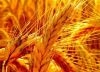 Feed Wheat