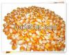 NGMO Corn food grade a...