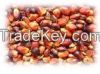 Palm Kernel Nuts
