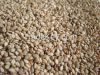 Cashew Nuts