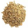 Best Quality Hot Selling Organic Dried Rye Grain for Bulk Purchase