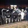 Holstein heifer 