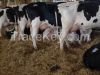 Holstein heifer 
