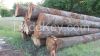Hickory Logs 