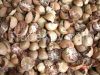 Betel Nut (whole and s...