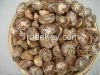 Betel Nut (whole and s...