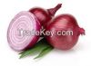 FRESH RED ONION