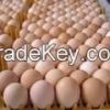 Fresh Table Chicken Eggs ( Brown and White)