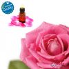 Rose Oil Rosa Damascena Steam Distilled Premium Grade