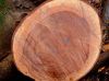 Sapele wood logs