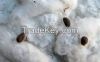 COTTON and COTTON SEEDS