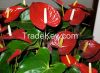 Anthuriums