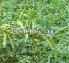 Guar gum powder of gua...