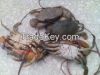Fresh/Frozen/Alive Mud Crab