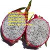 Dragon fruit from Viet...