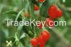 Organic Dried Ningxia ...