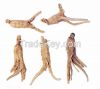 Angelica Sinensis/Dang Gui /Chinese Tonic Herbs, whole/cut/slice