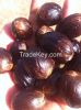 Grenada Sound Unassorted Nutmegs