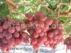 Red Globe Grapes