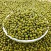 Good quality green mung beans for export