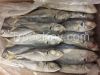 Frozen Horse Mackerel ...
