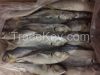 Frozen Horse Mackerel ...