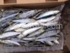 Frozen Sardines Fish