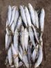 Frozen Sardines Fish