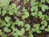 Centella Asiatica proj...