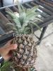 Fresh pineapple 