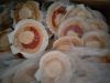 For Sale Wholesale Fro...