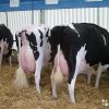 1st Class Pregnant Dutch Holstein Heifers/Holstein heifers / Friesian cattle , Aberdeen Angus Fattening Beef,Live Dairy Cows!!..