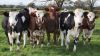 1st Class Pregnant Dutch Holstein Heifers/Holstein heifers / Friesian cattle , Aberdeen Angus Fattening Beef,Live Dairy Cows!!..