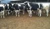 Live Dairy Cows / Pregnant Holstein Heifers /Full Blood Boer Goats greate