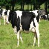 1st Class Pregnant Dutch Holstein Heifers/Holstein heifers / Friesian cattle , Aberdeen Angus Fattening Beef,Live Dairy Cows!!..