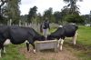 Live Dairy Cows / Pregnant Holstein Heifers /Full Blood Boer Goats greate