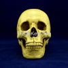 high quality yellow color 1:1 replica human skull for Halloween decoration