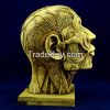 high quality yellow color human skull for Halloween decoration