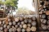 CCA Treated Poles, Boron Treated Poles, Flambor Treated Poles, Utility Poles, Transmission poles, Hard Poles etc For Sale