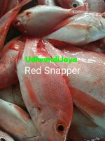 Fresh Chilled Red Snapper