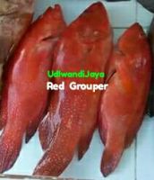 Fresh Chilled Red Grouper