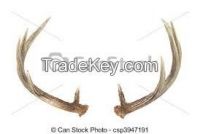 1Piece Reindeer horn in white color