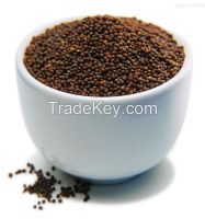 high quality and best price rapeseeds FOR OIL from Australia and Kazakhstan