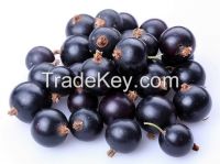 Black Currant Concentrate