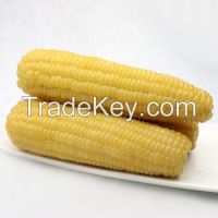 Top Quality waxy corn for human consumption