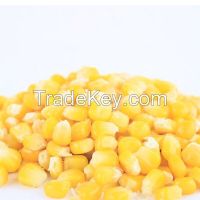 Superior grade sweet yellow corn for human