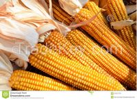 Yellow corn Grade II