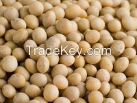 Soybean